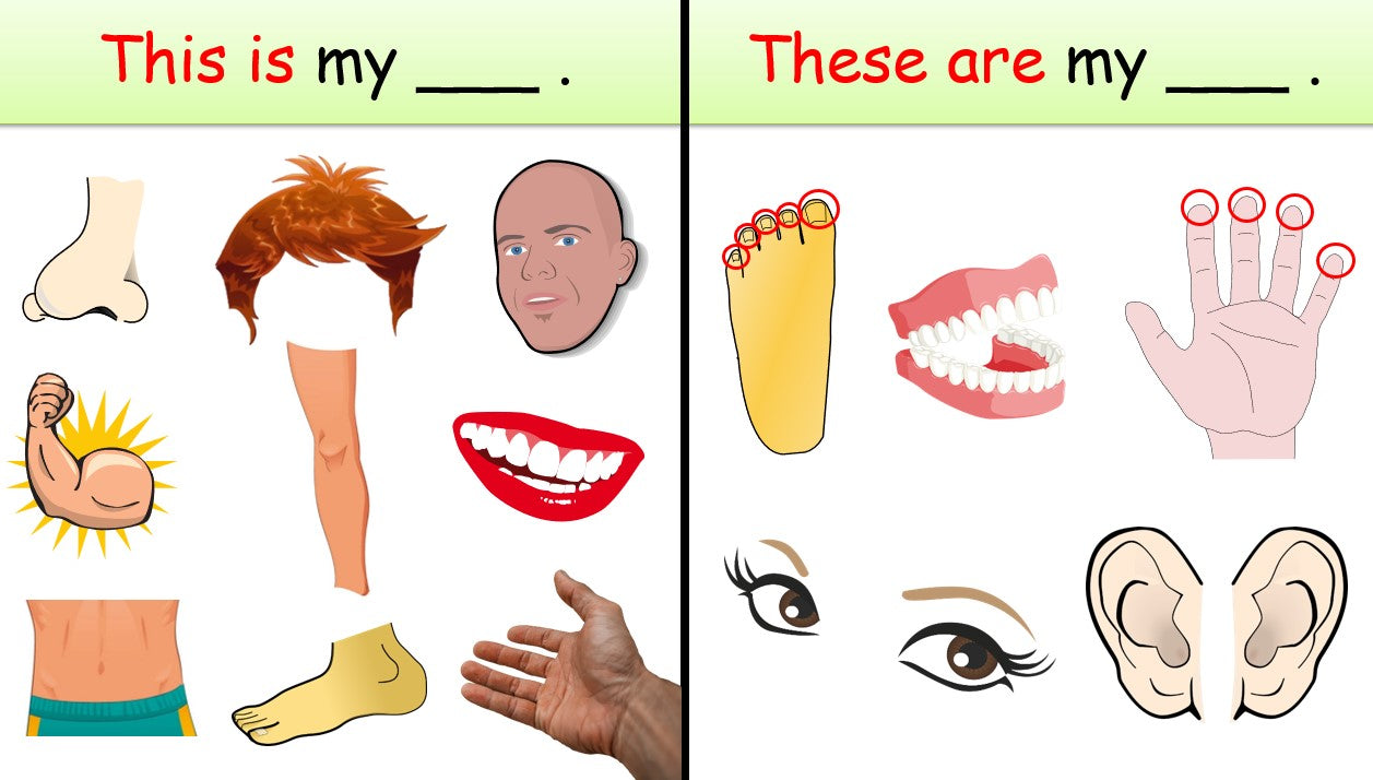 Body Parts - Grade 1 PowerPoint Lesson (This vs. These)