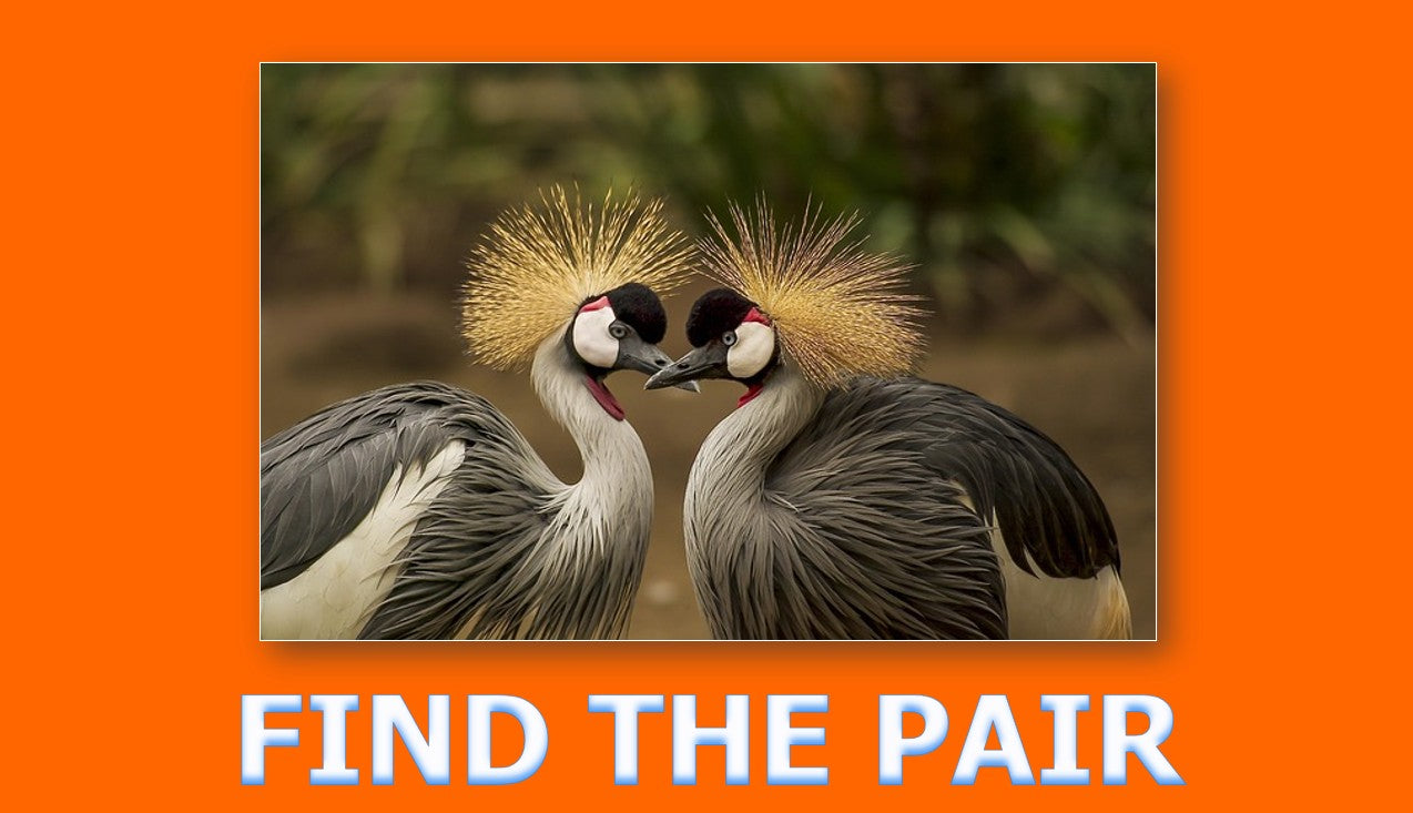 Animal Habitats - Grade 3-4 PowerPoint Lesson