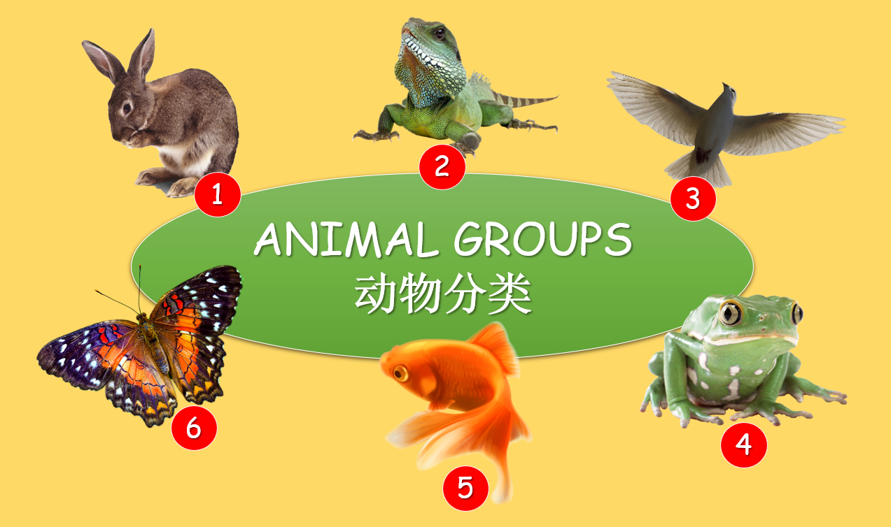 Animal Groups - Grade 5-6 PowerPoint Lesson