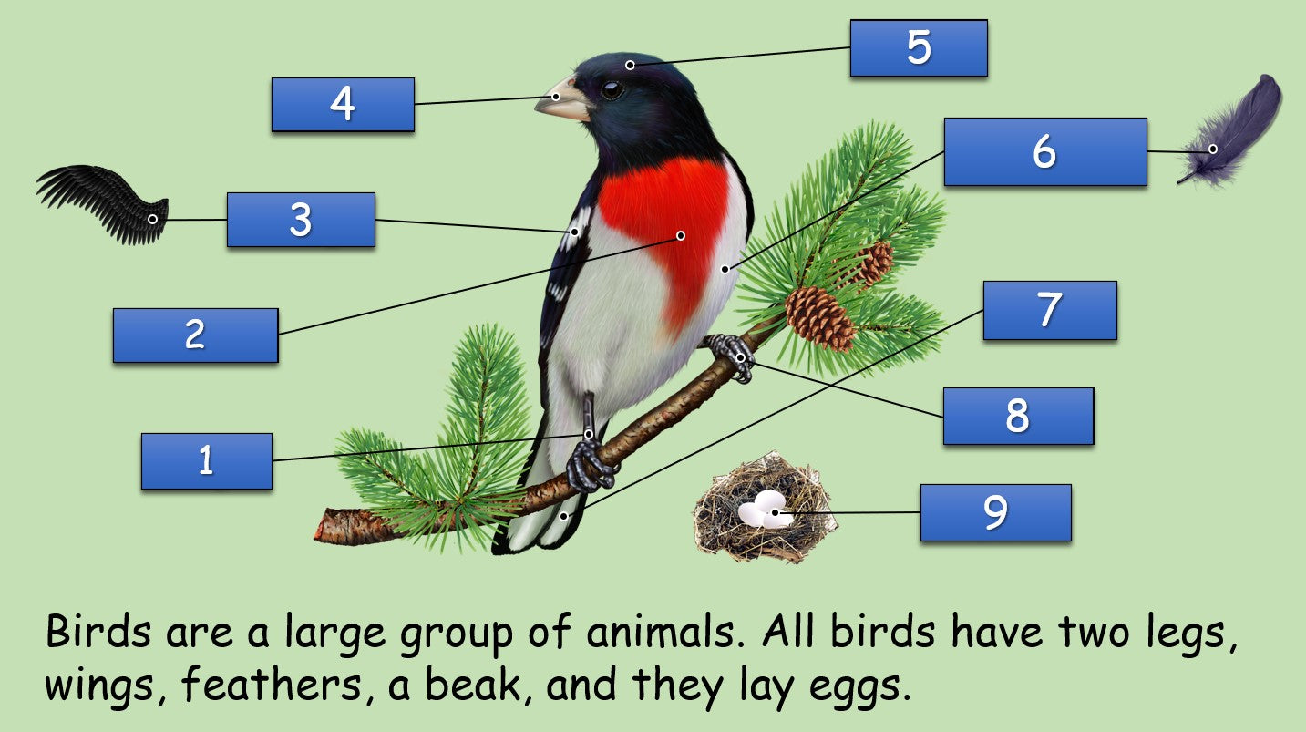 Birds - Grade 4-5 PowerPoint Lesson