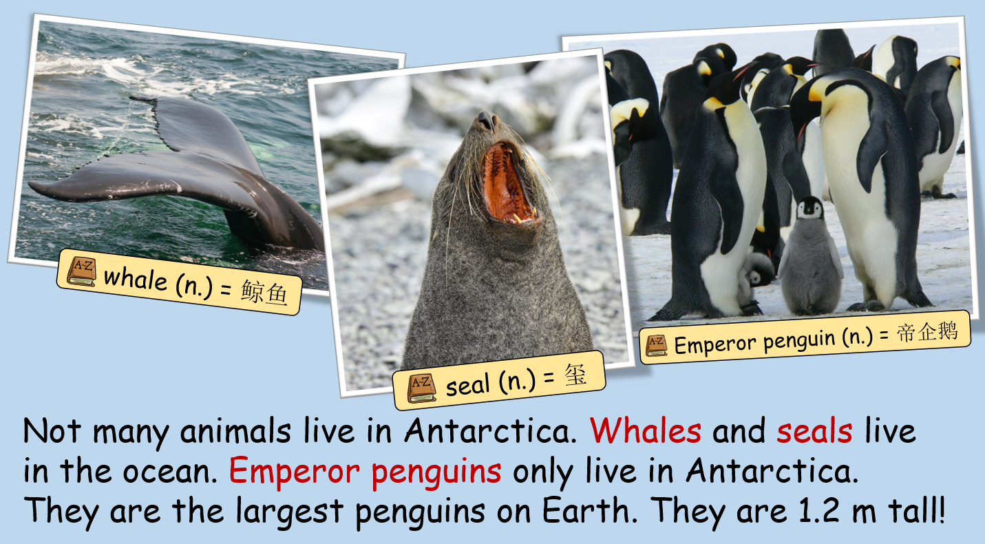 Antarctica - Grade 5-6 PowerPoint Lesson