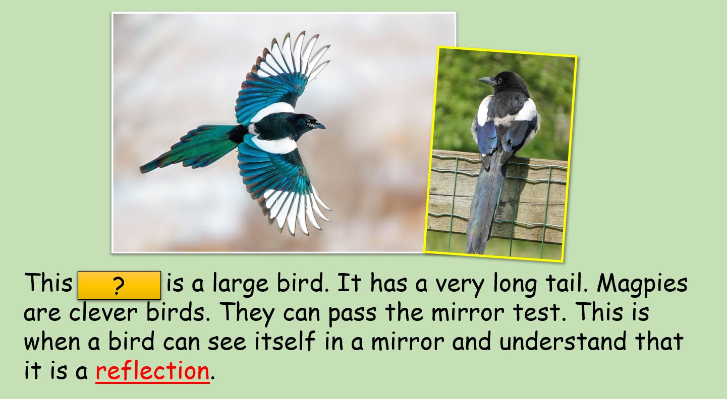 Birds - Grade 4-5 PowerPoint Lesson