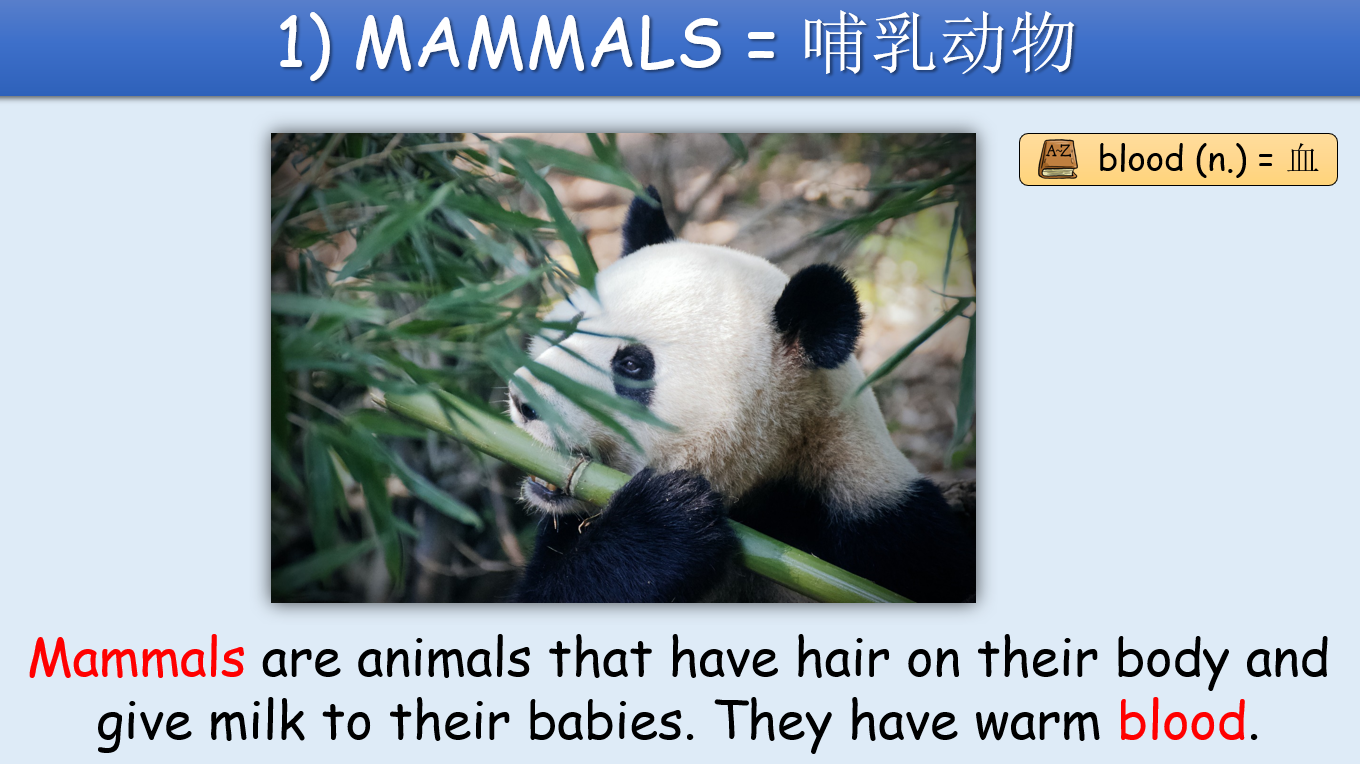 Animal Groups - Grade 5-6 PowerPoint Lesson